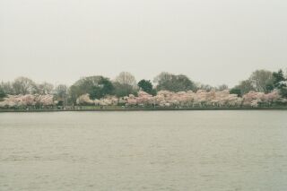 Cherry Blossoms At The Tidal Basin