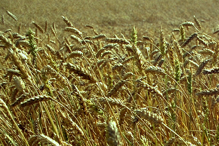 A NiceShot Of Some Wheat